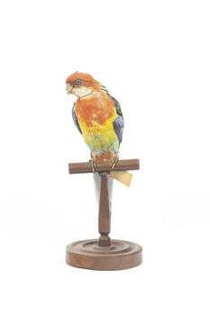 Eastern Rosella perching on wooden mount facing forward-right