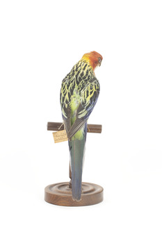 Eastern Rosella perching on wooden mount facing forward-right