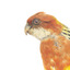Eastern Rosella perching on wooden mount facing forward-right