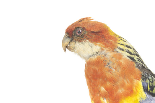 Eastern Rosella perching on wooden mount facing forward-right