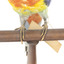 Eastern Rosella standing on wooden mount facing forward-right