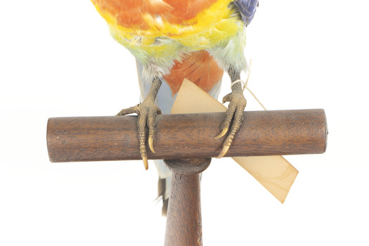 Eastern Rosella standing on wooden mount facing forward-right
