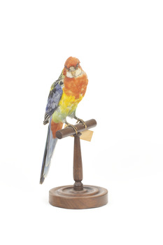 Eastern Rosella perching on wooden mount facing forward-right