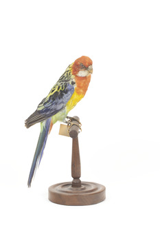Eastern Rosella perching on wooden mount facing forward-right