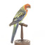 Eastern Rosella perching on wooden mount facing forward-right