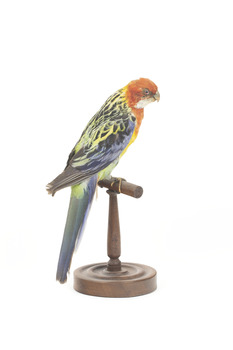 Eastern Rosella perching on wooden mount facing forward-right