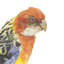 Eastern Rosella perching on wooden mount facing forward-right