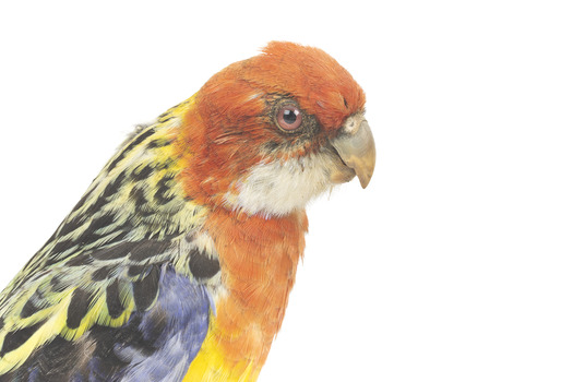 Eastern Rosella perching on wooden mount facing forward-right
