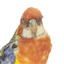 Eastern Rosella perching on wooden mount facing forward-right