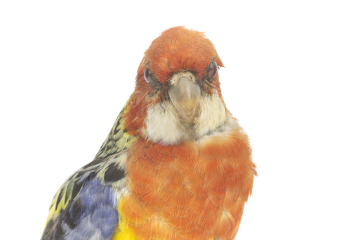 Eastern Rosella perching on wooden mount facing forward-right