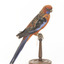 There are several colour forms of the Crimson Rosella. The form it is named for has mostly crimson (red) plumage and bright blue cheeks. The feathers of the back and wing coverts are black broadly edged with red. The flight feathers of the wings have broad blue edges and the tail is blue above and pale blue below and on the outer feathers. Birds from northern Queensland are generally smaller and darker than southern birds. The 'Yellow Rosella' has the crimson areas replaced with light yellow and the tail more greenish. The 'Adelaide Rosella' is intermediate in colour, ranging from yellow with a reddish wash to dark orange. Otherwise, all the forms are similar in pattern. Young Crimson Rosellas have the characteristic blue cheeks, but the remainder of the body plumage is green-olive to yellowish olive (occasionally red in some areas). The young bird gradually attains the adult plumage over a period of 15 months