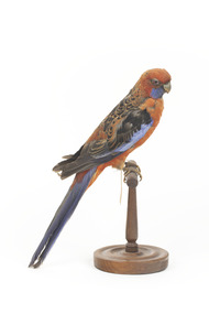 There are several colour forms of the Crimson Rosella. The form it is named for has mostly crimson (red) plumage and bright blue cheeks. The feathers of the back and wing coverts are black broadly edged with red. The flight feathers of the wings have broad blue edges and the tail is blue above and pale blue below and on the outer feathers. Birds from northern Queensland are generally smaller and darker than southern birds. The 'Yellow Rosella' has the crimson areas replaced with light yellow and the tail more greenish. The 'Adelaide Rosella' is intermediate in colour, ranging from yellow with a reddish wash to dark orange. Otherwise, all the forms are similar in pattern. Young Crimson Rosellas have the characteristic blue cheeks, but the remainder of the body plumage is green-olive to yellowish olive (occasionally red in some areas). The young bird gradually attains the adult plumage over a period of 15 months