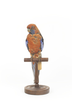 There are several colour forms of the Crimson Rosella. The form it is named for has mostly crimson (red) plumage and bright blue cheeks. The feathers of the back and wing coverts are black broadly edged with red. The flight feathers of the wings have broad blue edges and the tail is blue above and pale blue below and on the outer feathers. Birds from northern Queensland are generally smaller and darker than southern birds. The 'Yellow Rosella' has the crimson areas replaced with light yellow and the tail more greenish. The 'Adelaide Rosella' is intermediate in colour, ranging from yellow with a reddish wash to dark orange. Otherwise, all the forms are similar in pattern. Young Crimson Rosellas have the characteristic blue cheeks, but the remainder of the body plumage is green-olive to yellowish olive (occasionally red in some areas). The young bird gradually attains the adult plumage over a period of 15 months