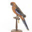 There are several colour forms of the Crimson Rosella. The form it is named for has mostly crimson (red) plumage and bright blue cheeks. The feathers of the back and wing coverts are black broadly edged with red. The flight feathers of the wings have broad blue edges and the tail is blue above and pale blue below and on the outer feathers. Birds from northern Queensland are generally smaller and darker than southern birds. The 'Yellow Rosella' has the crimson areas replaced with light yellow and the tail more greenish. The 'Adelaide Rosella' is intermediate in colour, ranging from yellow with a reddish wash to dark orange. Otherwise, all the forms are similar in pattern. Young Crimson Rosellas have the characteristic blue cheeks, but the remainder of the body plumage is green-olive to yellowish olive (occasionally red in some areas). The young bird gradually attains the adult plumage over a period of 15 months