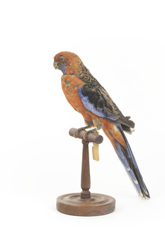 There are several colour forms of the Crimson Rosella. The form it is named for has mostly crimson (red) plumage and bright blue cheeks. The feathers of the back and wing coverts are black broadly edged with red. The flight feathers of the wings have broad blue edges and the tail is blue above and pale blue below and on the outer feathers. Birds from northern Queensland are generally smaller and darker than southern birds. The 'Yellow Rosella' has the crimson areas replaced with light yellow and the tail more greenish. The 'Adelaide Rosella' is intermediate in colour, ranging from yellow with a reddish wash to dark orange. Otherwise, all the forms are similar in pattern. Young Crimson Rosellas have the characteristic blue cheeks, but the remainder of the body plumage is green-olive to yellowish olive (occasionally red in some areas). The young bird gradually attains the adult plumage over a period of 15 months