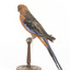 There are several colour forms of the Crimson Rosella. The form it is named for has mostly crimson (red) plumage and bright blue cheeks. The feathers of the back and wing coverts are black broadly edged with red. The flight feathers of the wings have broad blue edges and the tail is blue above and pale blue below and on the outer feathers. Birds from northern Queensland are generally smaller and darker than southern birds. The 'Yellow Rosella' has the crimson areas replaced with light yellow and the tail more greenish. The 'Adelaide Rosella' is intermediate in colour, ranging from yellow with a reddish wash to dark orange. Otherwise, all the forms are similar in pattern. Young Crimson Rosellas have the characteristic blue cheeks, but the remainder of the body plumage is green-olive to yellowish olive (occasionally red in some areas). The young bird gradually attains the adult plumage over a period of 15 months