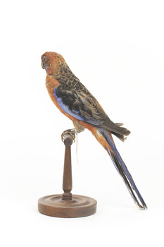 There are several colour forms of the Crimson Rosella. The form it is named for has mostly crimson (red) plumage and bright blue cheeks. The feathers of the back and wing coverts are black broadly edged with red. The flight feathers of the wings have broad blue edges and the tail is blue above and pale blue below and on the outer feathers. Birds from northern Queensland are generally smaller and darker than southern birds. The 'Yellow Rosella' has the crimson areas replaced with light yellow and the tail more greenish. The 'Adelaide Rosella' is intermediate in colour, ranging from yellow with a reddish wash to dark orange. Otherwise, all the forms are similar in pattern. Young Crimson Rosellas have the characteristic blue cheeks, but the remainder of the body plumage is green-olive to yellowish olive (occasionally red in some areas). The young bird gradually attains the adult plumage over a period of 15 months