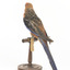 There are several colour forms of the Crimson Rosella. The form it is named for has mostly crimson (red) plumage and bright blue cheeks. The feathers of the back and wing coverts are black broadly edged with red. The flight feathers of the wings have broad blue edges and the tail is blue above and pale blue below and on the outer feathers. Birds from northern Queensland are generally smaller and darker than southern birds. The 'Yellow Rosella' has the crimson areas replaced with light yellow and the tail more greenish. The 'Adelaide Rosella' is intermediate in colour, ranging from yellow with a reddish wash to dark orange. Otherwise, all the forms are similar in pattern. Young Crimson Rosellas have the characteristic blue cheeks, but the remainder of the body plumage is green-olive to yellowish olive (occasionally red in some areas). The young bird gradually attains the adult plumage over a period of 15 months