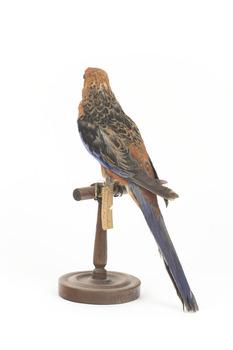 There are several colour forms of the Crimson Rosella. The form it is named for has mostly crimson (red) plumage and bright blue cheeks. The feathers of the back and wing coverts are black broadly edged with red. The flight feathers of the wings have broad blue edges and the tail is blue above and pale blue below and on the outer feathers. Birds from northern Queensland are generally smaller and darker than southern birds. The 'Yellow Rosella' has the crimson areas replaced with light yellow and the tail more greenish. The 'Adelaide Rosella' is intermediate in colour, ranging from yellow with a reddish wash to dark orange. Otherwise, all the forms are similar in pattern. Young Crimson Rosellas have the characteristic blue cheeks, but the remainder of the body plumage is green-olive to yellowish olive (occasionally red in some areas). The young bird gradually attains the adult plumage over a period of 15 months