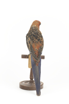 There are several colour forms of the Crimson Rosella. The form it is named for has mostly crimson (red) plumage and bright blue cheeks. The feathers of the back and wing coverts are black broadly edged with red. The flight feathers of the wings have broad blue edges and the tail is blue above and pale blue below and on the outer feathers. Birds from northern Queensland are generally smaller and darker than southern birds. The 'Yellow Rosella' has the crimson areas replaced with light yellow and the tail more greenish. The 'Adelaide Rosella' is intermediate in colour, ranging from yellow with a reddish wash to dark orange. Otherwise, all the forms are similar in pattern. Young Crimson Rosellas have the characteristic blue cheeks, but the remainder of the body plumage is green-olive to yellowish olive (occasionally red in some areas). The young bird gradually attains the adult plumage over a period of 15 months