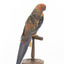 There are several colour forms of the Crimson Rosella. The form it is named for has mostly crimson (red) plumage and bright blue cheeks. The feathers of the back and wing coverts are black broadly edged with red. The flight feathers of the wings have broad blue edges and the tail is blue above and pale blue below and on the outer feathers. Birds from northern Queensland are generally smaller and darker than southern birds. The 'Yellow Rosella' has the crimson areas replaced with light yellow and the tail more greenish. The 'Adelaide Rosella' is intermediate in colour, ranging from yellow with a reddish wash to dark orange. Otherwise, all the forms are similar in pattern. Young Crimson Rosellas have the characteristic blue cheeks, but the remainder of the body plumage is green-olive to yellowish olive (occasionally red in some areas). The young bird gradually attains the adult plumage over a period of 15 months