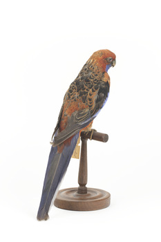 There are several colour forms of the Crimson Rosella. The form it is named for has mostly crimson (red) plumage and bright blue cheeks. The feathers of the back and wing coverts are black broadly edged with red. The flight feathers of the wings have broad blue edges and the tail is blue above and pale blue below and on the outer feathers. Birds from northern Queensland are generally smaller and darker than southern birds. The 'Yellow Rosella' has the crimson areas replaced with light yellow and the tail more greenish. The 'Adelaide Rosella' is intermediate in colour, ranging from yellow with a reddish wash to dark orange. Otherwise, all the forms are similar in pattern. Young Crimson Rosellas have the characteristic blue cheeks, but the remainder of the body plumage is green-olive to yellowish olive (occasionally red in some areas). The young bird gradually attains the adult plumage over a period of 15 months