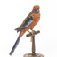 There are several colour forms of the Crimson Rosella. The form it is named for has mostly crimson (red) plumage and bright blue cheeks. The feathers of the back and wing coverts are black broadly edged with red. The flight feathers of the wings have broad blue edges and the tail is blue above and pale blue below and on the outer feathers. Birds from northern Queensland are generally smaller and darker than southern birds. The 'Yellow Rosella' has the crimson areas replaced with light yellow and the tail more greenish. The 'Adelaide Rosella' is intermediate in colour, ranging from yellow with a reddish wash to dark orange. Otherwise, all the forms are similar in pattern. Young Crimson Rosellas have the characteristic blue cheeks, but the remainder of the body plumage is green-olive to yellowish olive (occasionally red in some areas). The young bird gradually attains the adult plumage over a period of 15 months