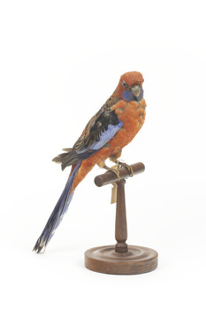 There are several colour forms of the Crimson Rosella. The form it is named for has mostly crimson (red) plumage and bright blue cheeks. The feathers of the back and wing coverts are black broadly edged with red. The flight feathers of the wings have broad blue edges and the tail is blue above and pale blue below and on the outer feathers. Birds from northern Queensland are generally smaller and darker than southern birds. The 'Yellow Rosella' has the crimson areas replaced with light yellow and the tail more greenish. The 'Adelaide Rosella' is intermediate in colour, ranging from yellow with a reddish wash to dark orange. Otherwise, all the forms are similar in pattern. Young Crimson Rosellas have the characteristic blue cheeks, but the remainder of the body plumage is green-olive to yellowish olive (occasionally red in some areas). The young bird gradually attains the adult plumage over a period of 15 months