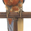There are several colour forms of the Crimson Rosella. The form it is named for has mostly crimson (red) plumage and bright blue cheeks. The feathers of the back and wing coverts are black broadly edged with red. The flight feathers of the wings have broad blue edges and the tail is blue above and pale blue below and on the outer feathers. Birds from northern Queensland are generally smaller and darker than southern birds. The 'Yellow Rosella' has the crimson areas replaced with light yellow and the tail more greenish. The 'Adelaide Rosella' is intermediate in colour, ranging from yellow with a reddish wash to dark orange. Otherwise, all the forms are similar in pattern. Young Crimson Rosellas have the characteristic blue cheeks, but the remainder of the body plumage is green-olive to yellowish olive (occasionally red in some areas). The young bird gradually attains the adult plumage over a period of 15 months