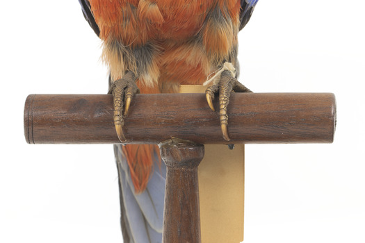 There are several colour forms of the Crimson Rosella. The form it is named for has mostly crimson (red) plumage and bright blue cheeks. The feathers of the back and wing coverts are black broadly edged with red. The flight feathers of the wings have broad blue edges and the tail is blue above and pale blue below and on the outer feathers. Birds from northern Queensland are generally smaller and darker than southern birds. The 'Yellow Rosella' has the crimson areas replaced with light yellow and the tail more greenish. The 'Adelaide Rosella' is intermediate in colour, ranging from yellow with a reddish wash to dark orange. Otherwise, all the forms are similar in pattern. Young Crimson Rosellas have the characteristic blue cheeks, but the remainder of the body plumage is green-olive to yellowish olive (occasionally red in some areas). The young bird gradually attains the adult plumage over a period of 15 months