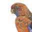 There are several colour forms of the Crimson Rosella. The form it is named for has mostly crimson (red) plumage and bright blue cheeks. The feathers of the back and wing coverts are black broadly edged with red. The flight feathers of the wings have broad blue edges and the tail is blue above and pale blue below and on the outer feathers. Birds from northern Queensland are generally smaller and darker than southern birds. The 'Yellow Rosella' has the crimson areas replaced with light yellow and the tail more greenish. The 'Adelaide Rosella' is intermediate in colour, ranging from yellow with a reddish wash to dark orange. Otherwise, all the forms are similar in pattern. Young Crimson Rosellas have the characteristic blue cheeks, but the remainder of the body plumage is green-olive to yellowish olive (occasionally red in some areas). The young bird gradually attains the adult plumage over a period of 15 months