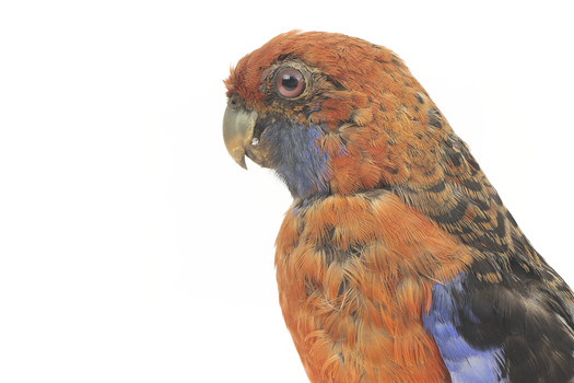 There are several colour forms of the Crimson Rosella. The form it is named for has mostly crimson (red) plumage and bright blue cheeks. The feathers of the back and wing coverts are black broadly edged with red. The flight feathers of the wings have broad blue edges and the tail is blue above and pale blue below and on the outer feathers. Birds from northern Queensland are generally smaller and darker than southern birds. The 'Yellow Rosella' has the crimson areas replaced with light yellow and the tail more greenish. The 'Adelaide Rosella' is intermediate in colour, ranging from yellow with a reddish wash to dark orange. Otherwise, all the forms are similar in pattern. Young Crimson Rosellas have the characteristic blue cheeks, but the remainder of the body plumage is green-olive to yellowish olive (occasionally red in some areas). The young bird gradually attains the adult plumage over a period of 15 months