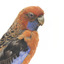 There are several colour forms of the Crimson Rosella. The form it is named for has mostly crimson (red) plumage and bright blue cheeks. The feathers of the back and wing coverts are black broadly edged with red. The flight feathers of the wings have broad blue edges and the tail is blue above and pale blue below and on the outer feathers. Birds from northern Queensland are generally smaller and darker than southern birds. The 'Yellow Rosella' has the crimson areas replaced with light yellow and the tail more greenish. The 'Adelaide Rosella' is intermediate in colour, ranging from yellow with a reddish wash to dark orange. Otherwise, all the forms are similar in pattern. Young Crimson Rosellas have the characteristic blue cheeks, but the remainder of the body plumage is green-olive to yellowish olive (occasionally red in some areas). The young bird gradually attains the adult plumage over a period of 15 months