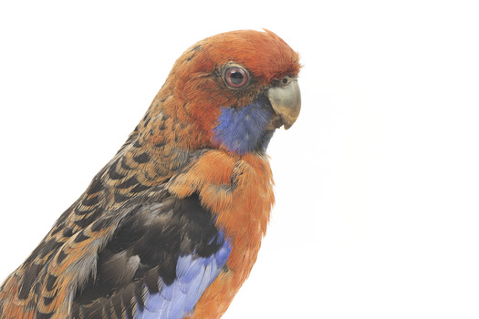 There are several colour forms of the Crimson Rosella. The form it is named for has mostly crimson (red) plumage and bright blue cheeks. The feathers of the back and wing coverts are black broadly edged with red. The flight feathers of the wings have broad blue edges and the tail is blue above and pale blue below and on the outer feathers. Birds from northern Queensland are generally smaller and darker than southern birds. The 'Yellow Rosella' has the crimson areas replaced with light yellow and the tail more greenish. The 'Adelaide Rosella' is intermediate in colour, ranging from yellow with a reddish wash to dark orange. Otherwise, all the forms are similar in pattern. Young Crimson Rosellas have the characteristic blue cheeks, but the remainder of the body plumage is green-olive to yellowish olive (occasionally red in some areas). The young bird gradually attains the adult plumage over a period of 15 months