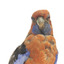 There are several colour forms of the Crimson Rosella. The form it is named for has mostly crimson (red) plumage and bright blue cheeks. The feathers of the back and wing coverts are black broadly edged with red. The flight feathers of the wings have broad blue edges and the tail is blue above and pale blue below and on the outer feathers. Birds from northern Queensland are generally smaller and darker than southern birds. The 'Yellow Rosella' has the crimson areas replaced with light yellow and the tail more greenish. The 'Adelaide Rosella' is intermediate in colour, ranging from yellow with a reddish wash to dark orange. Otherwise, all the forms are similar in pattern. Young Crimson Rosellas have the characteristic blue cheeks, but the remainder of the body plumage is green-olive to yellowish olive (occasionally red in some areas). The young bird gradually attains the adult plumage over a period of 15 months