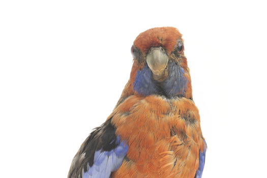There are several colour forms of the Crimson Rosella. The form it is named for has mostly crimson (red) plumage and bright blue cheeks. The feathers of the back and wing coverts are black broadly edged with red. The flight feathers of the wings have broad blue edges and the tail is blue above and pale blue below and on the outer feathers. Birds from northern Queensland are generally smaller and darker than southern birds. The 'Yellow Rosella' has the crimson areas replaced with light yellow and the tail more greenish. The 'Adelaide Rosella' is intermediate in colour, ranging from yellow with a reddish wash to dark orange. Otherwise, all the forms are similar in pattern. Young Crimson Rosellas have the characteristic blue cheeks, but the remainder of the body plumage is green-olive to yellowish olive (occasionally red in some areas). The young bird gradually attains the adult plumage over a period of 15 months