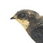 White-Throated Needletail perching on wooden mount facing forward