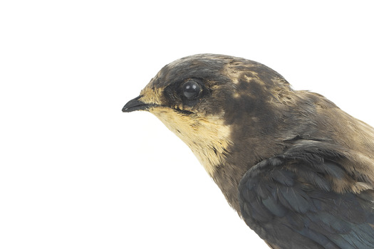 White-Throated Needletail perching on wooden mount facing forward