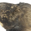 White-Throated Needletail perching on wooden mount facing forward
