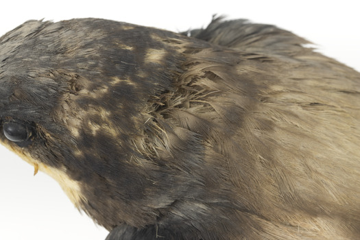 White-Throated Needletail perching on wooden mount facing forward