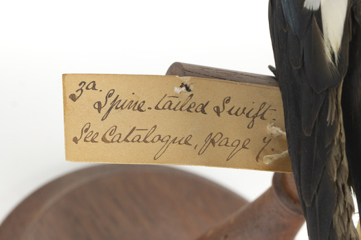 Image of swing-tag, see transcription