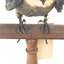 White-Throated Needletail perching on wooden mount facing forward