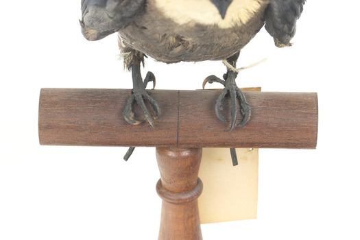 White-Throated Needletail perching on wooden mount facing forward