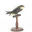White-Throated Needletail perching on wooden mount facing forward