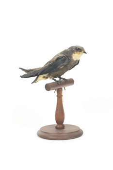 White-Throated Needletail perching on wooden mount facing forward