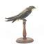 White-Throated Needletail perching on wooden mount facing forward