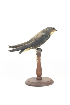 White-Throated Needletail perching on wooden mount facing forward