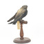 White-Throated Needletail perching on wooden mount facing forward