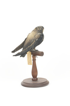 White-Throated Needletail perching on wooden mount facing forward