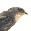 White-Throated Needletail perching on wooden mount facing forward